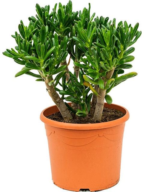 Crassula ovata 'Gollum'