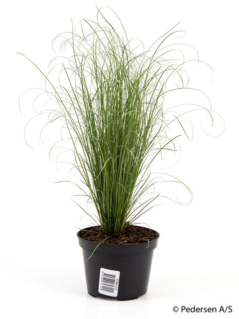 Carex comans 'Frosted Curls'