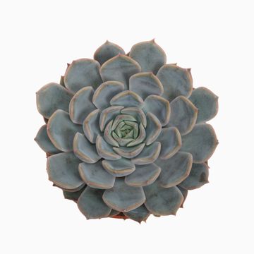 Echeveria 'Orion'