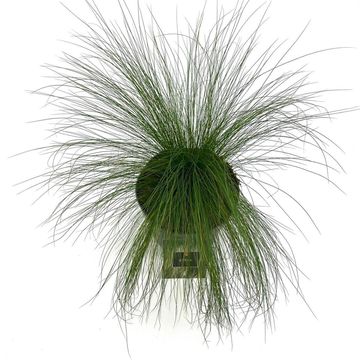 Stipa tenuissima 'Ponytails'