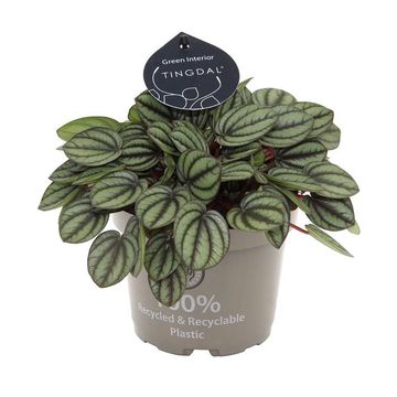 Peperomia 'Piccolo Banda'