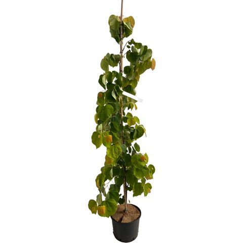 Cercis canadensis THE RISING SUN