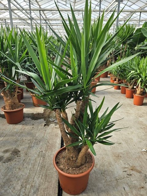 Yucca elephantipes