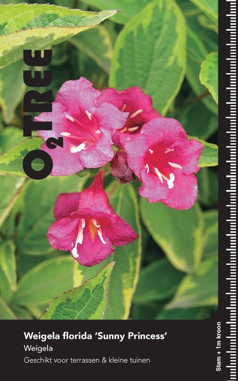 Weigela florida 'Sunny Princess'