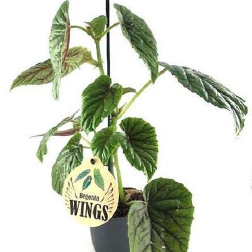 Begonia x credneri 'Oldemor'