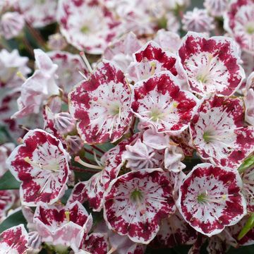 Kalmia latifolia 'Minuet'