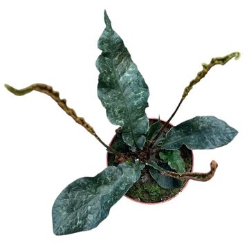 Tectaria hilocarpa