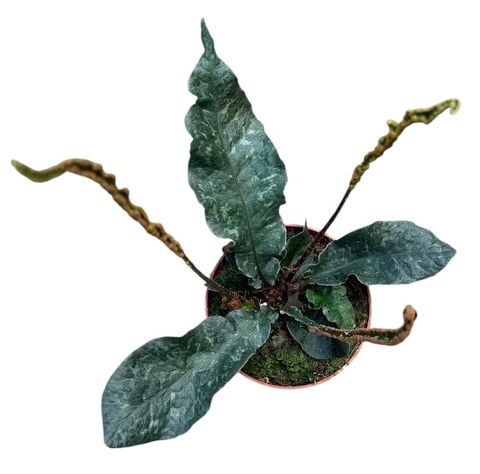 Tectaria hilocarpa