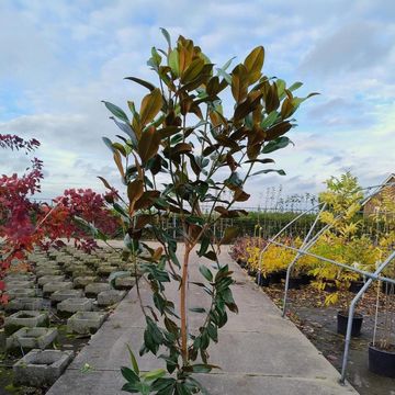 Magnolia grandiflora 'Galissonnière'