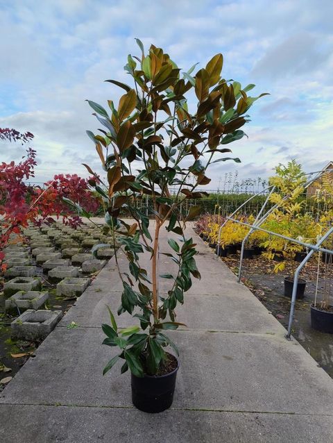 Magnolia grandiflora 'Galissonnière'