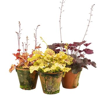Heuchera MIX