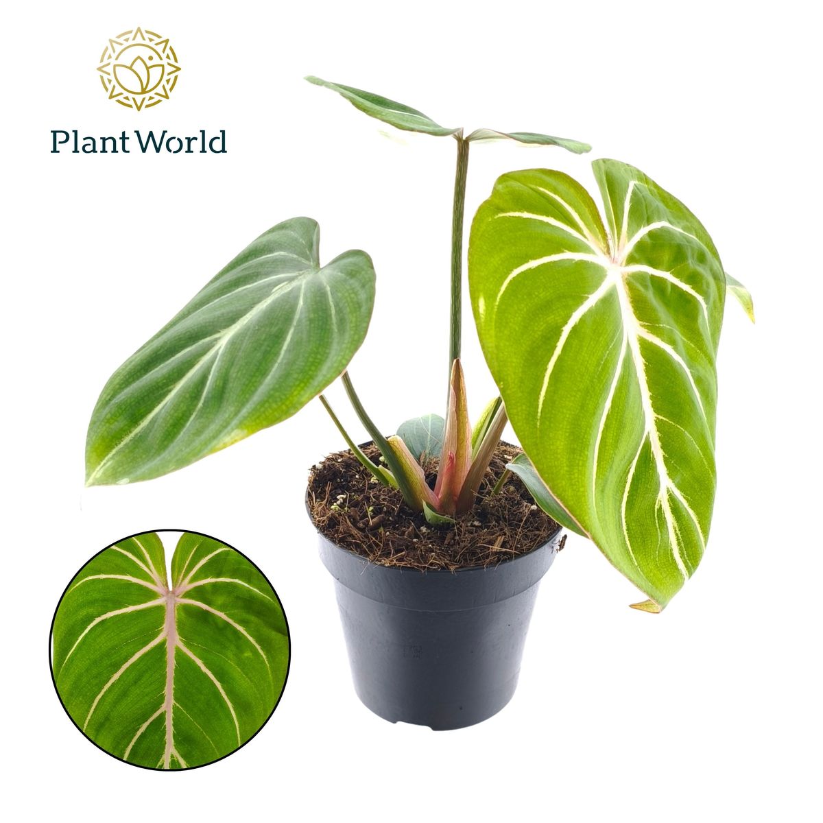 Philodendron gloriosum 'Zebra'  Pflanzengrohandel FlorAccess