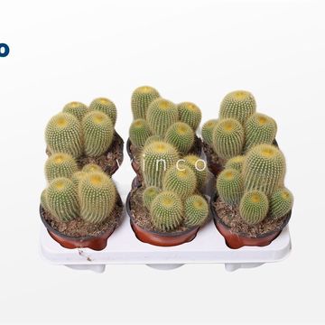 Eriocactus leninghausii