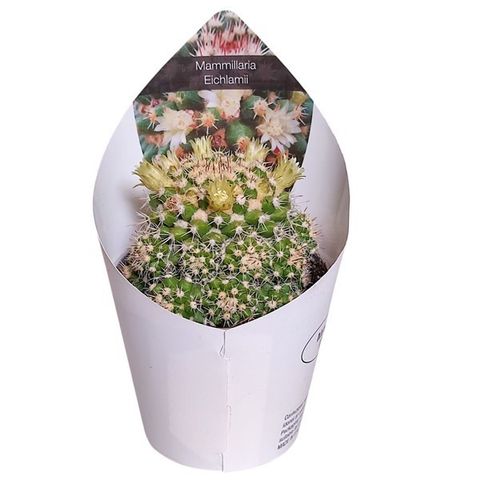 Mammillaria eichlamii