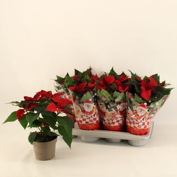 Euphorbia pulcherrima SUPERBA