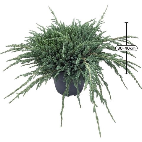 Juniperus squamata 'Blue Carpet'