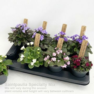 Saintpaulia SPECIALTY MIX