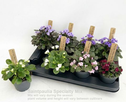 Saintpaulia SPECIALTY MIX