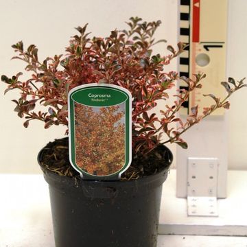 Coprosma 'Fire Burst'