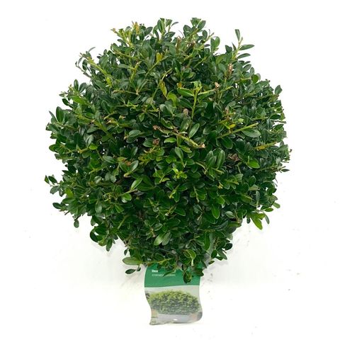 Ilex crenata 'Stokes'