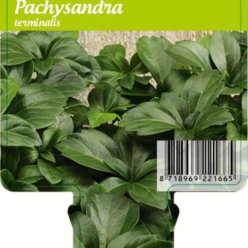 Pachysandra terminalis