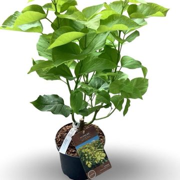 Catalpa bignonioides 'Aurea'