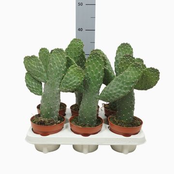Opuntia consolea