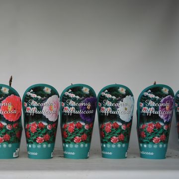 Paeonia suffruticosa MIX