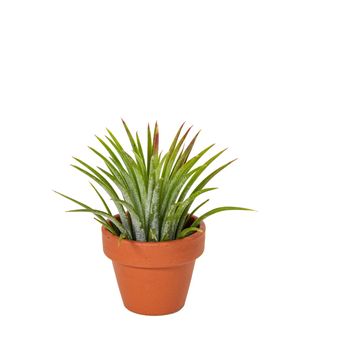 Tillandsia Ionantha de DIXIE STORE, vraie plante aérienne sans racines,  environ de 7 cm de hauteur, non-toxic pour chats et chiens