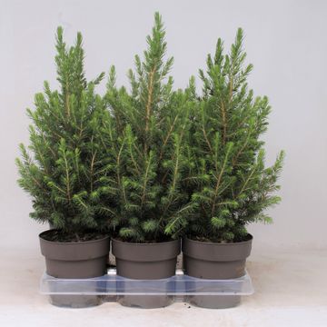 Picea glauca 'Conica'