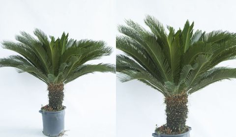 Cycas revoluta