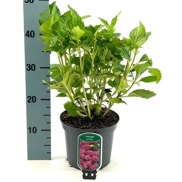 Hydrangea macrophylla 'Deutschland'