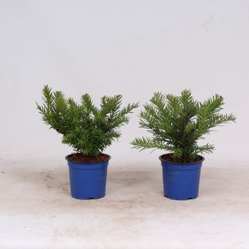 Taxus baccata 'Repandens'
