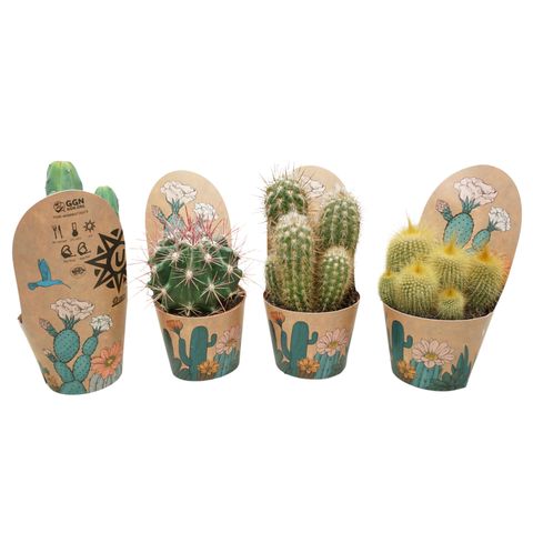 Cactus MIX