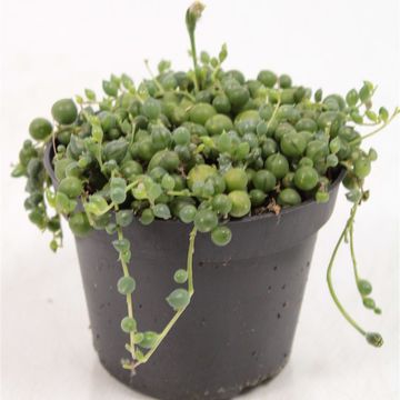 Senecio rowleyanus