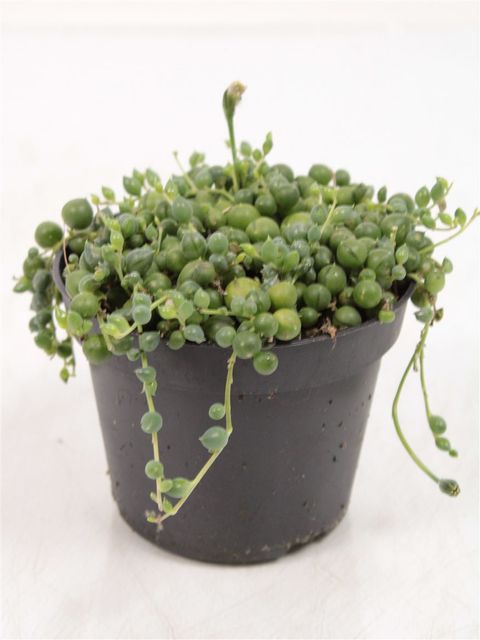 Senecio rowleyanus