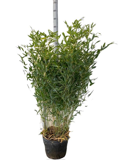 Phyllostachys bissetii