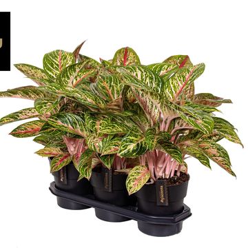Aglaonema 'Coco Melon'