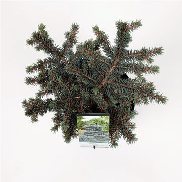 Picea pungens 'Waldbrunn'