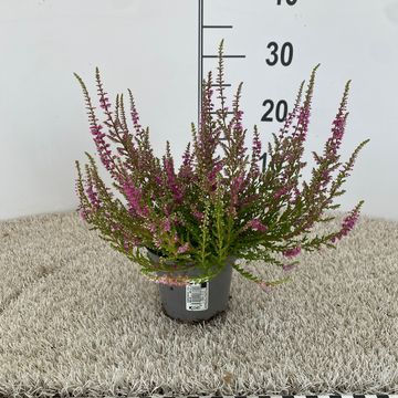 Calluna vulgaris 'Red Pimpernel'