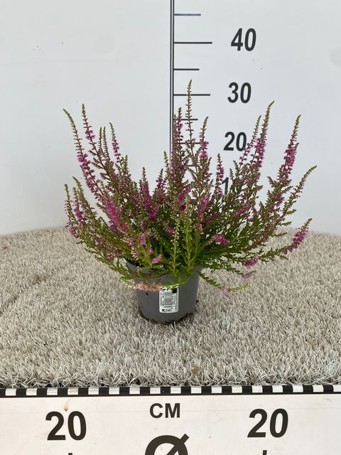 Calluna vulgaris 'Red Pimpernel'