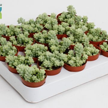 Sedum burrito