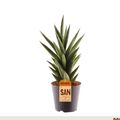 Sansevieria cylindrica 'Starshooter'