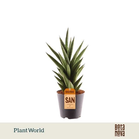 Sansevieria cylindrica 'Starshooter'