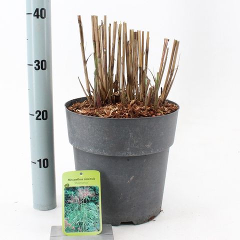 Miscanthus sinensis 'Malepartus'