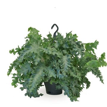 Phlebodium aureum DAVANA