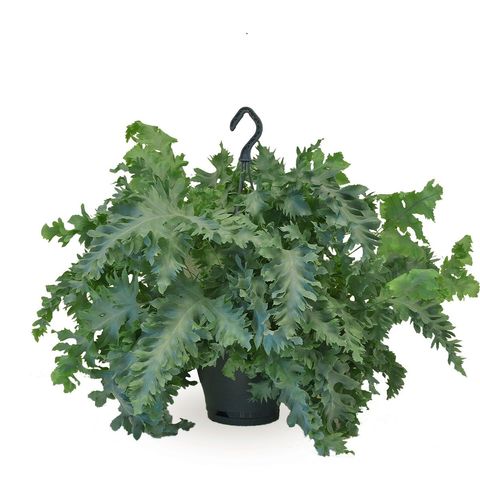 Phlebodium aureum DAVANA