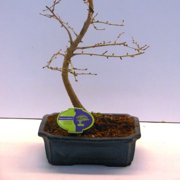 Pseudolarix amabilis