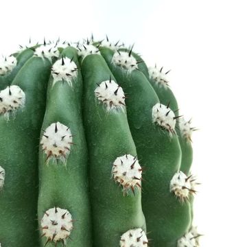 Trichocereus teleghonus