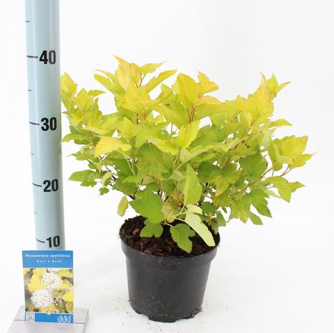 Physocarpus opulifolius 'Dart's Gold'